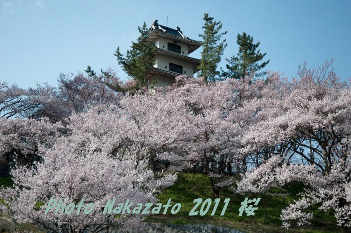 高遠の桜